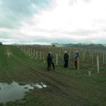 nueva zelanda trabajando vinedos