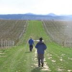 nueva zelanda trabajando vinedos