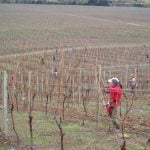 nueva zelanda trabajando vinedos
