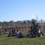 nueva zelanda trabajando vinedos