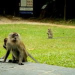 singapur
