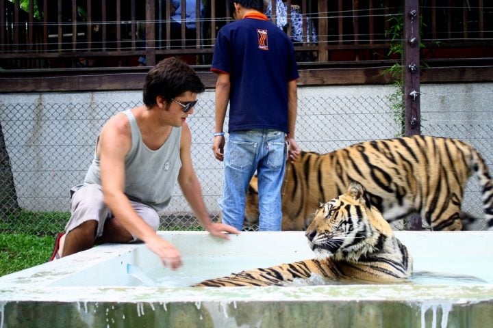 tiger kingdom tailandia tiger kingdom tailandia