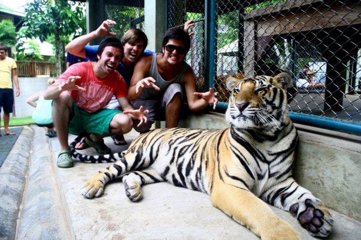 tiger kingdom tailandia tiger kingdom tailandia