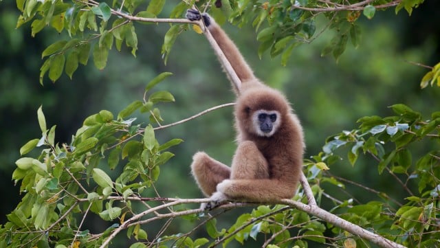 gibbon-experience