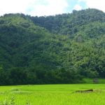 gibbon experience laos