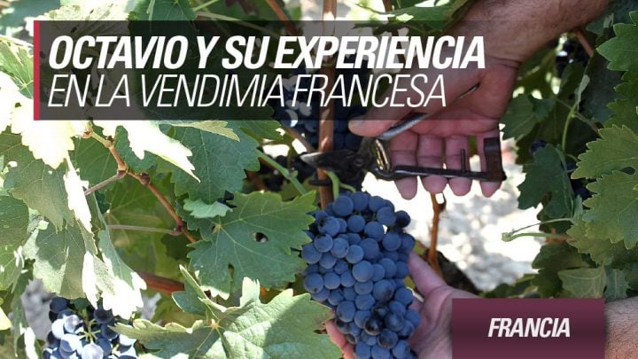 experiencia-vendimia-en-francia