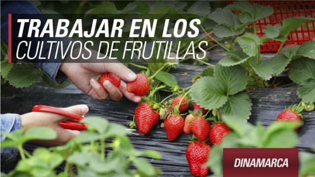 trabajar-dinamarca-frutillas